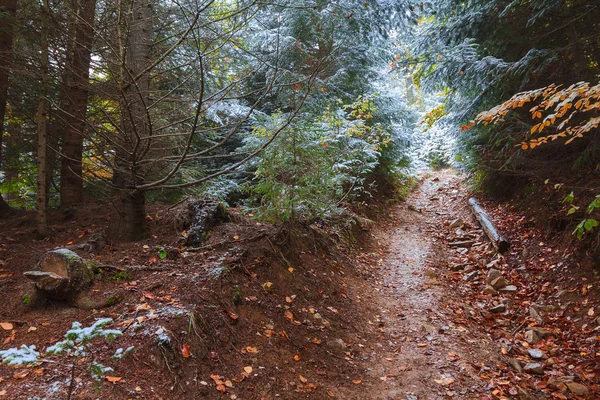 Narrow path in the autumn forest. Nature