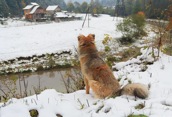 Lonely homeless dog is looking at someone else's estate. Pets — Stock Photo, Image