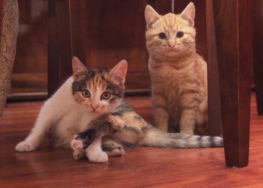 İki kedicik yerde oturuyor. Evcil hayvan