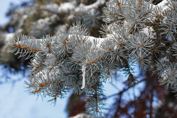 Snow-covered pine branch and icicles close-up. Nature — Stock Photo, Image