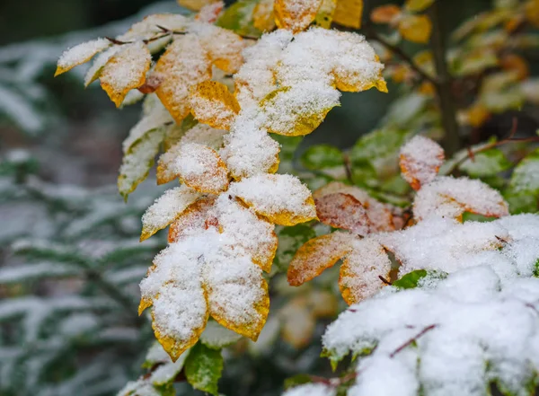 Multi-colored leaves under the snow. Nature — Stock Photo, Image