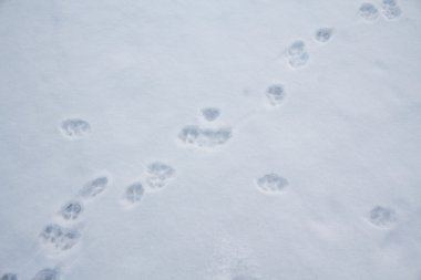 Hayvan beyaz Karda izler. Yaban hayatı