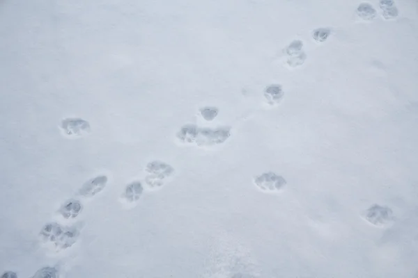 Tropy zwierząt w biały śnieg. Dzikich zwierząt — Zdjęcie stockowe