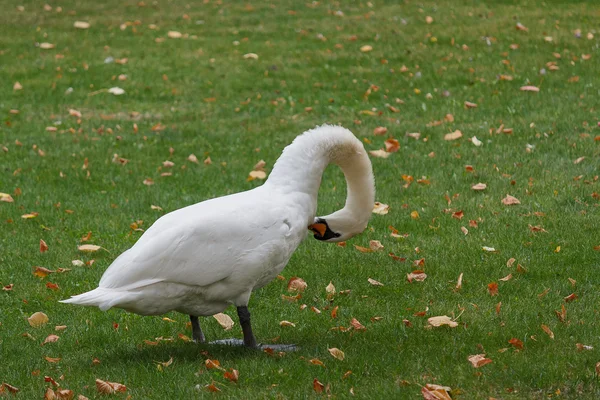 Cisne blanco en la hierba con un cuello curvo. Animales. — Foto de Stock