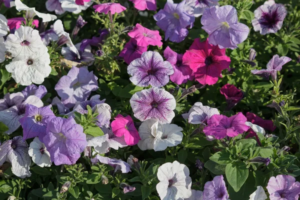 Bunte Petunien im Garten. Blumen und Gärten — Stockfoto