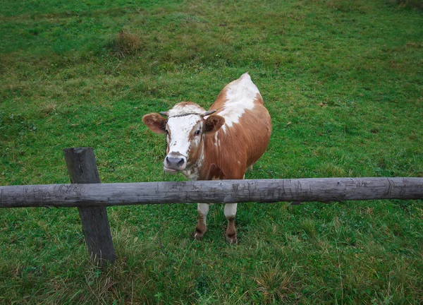 Cow standing behind a fence on a farm