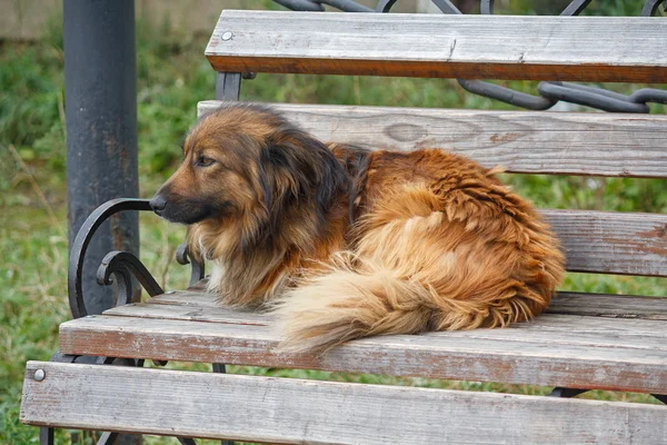 Homeless dog lying on red bench. Animals — Stock Photo, Image