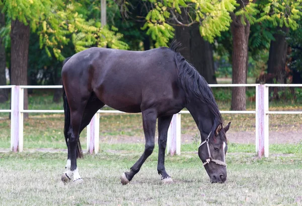 Czarny koń pastwiskowy w polu w pobliżu ogrodzenia — Zdjęcie stockowe