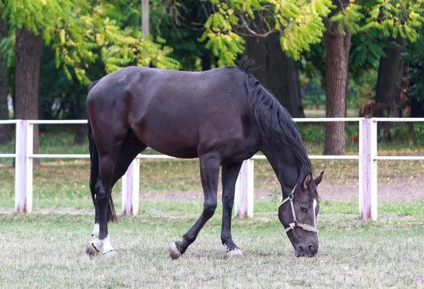 Cheval noir broutant dans un champ près de la clôture — Photo