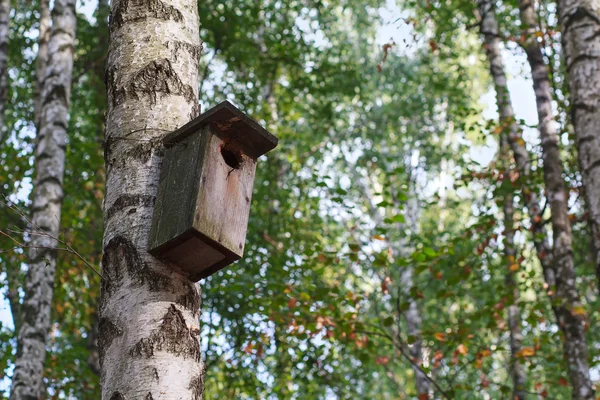 Velha casa de pássaros de madeira pendurada em uma bétula no parque — Fotografia de Stock