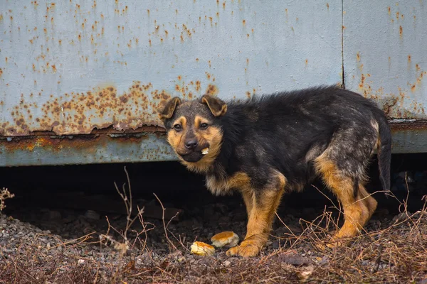 Cachorro hambriento sin hogar come pan con entusiasmo. Mascotas — Foto de Stock