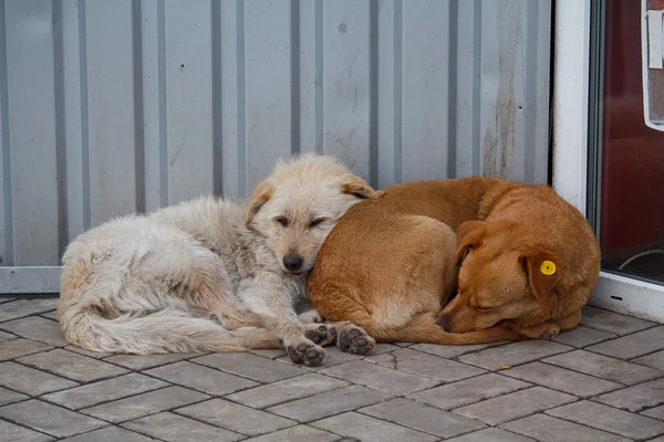 Dois cães vadios deitados perto um do outro. Animais de estimação — Fotografia de Stock