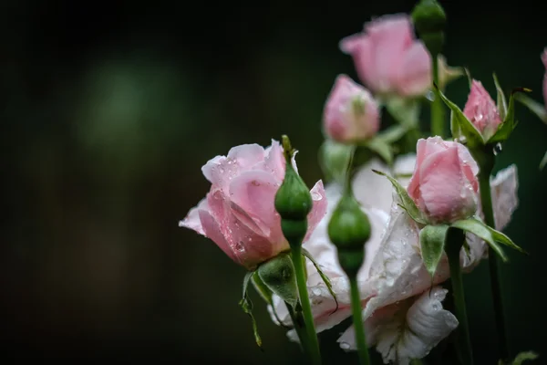 De fascinerende bloem-bezaaid — Stockfoto