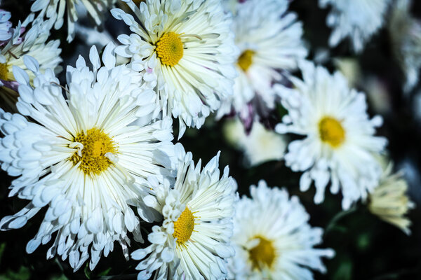 Сердце в них - золотое солнце
