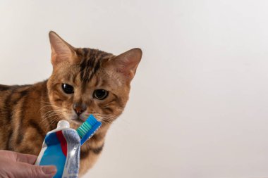 Bengal kedisi diş macunu ve diş fırçası kokluyor