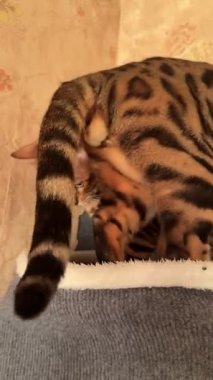 İki Bengal kedisi evlerinde uyumak için yerleşti..