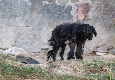 Kanserli zavallı köpek, terk edilmiş.