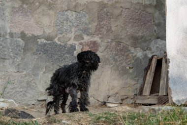 Kanserli zavallı köpek, terk edilmiş.