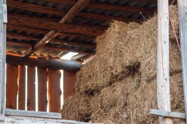 Köydeki bir ahırda saman topluyorum.