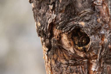 İçi boş ağaç kabuğu. Makro