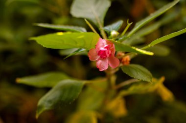 Bulanık bir arkaplan karşısında sabırsız çiçek yakın plan