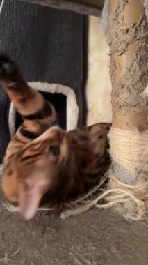 Bengal kedisi oynarken pençesini çıngırağa kaptırdı. Komik..