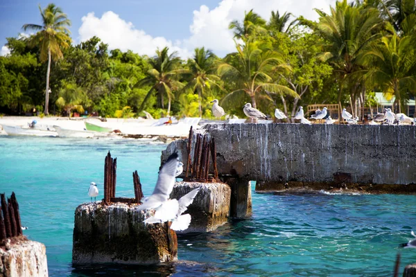 Isla Saona — Stock fotografie