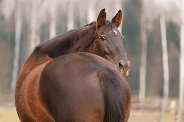 Brown cavalo retrato de pé de perto — Fotografia de Stock