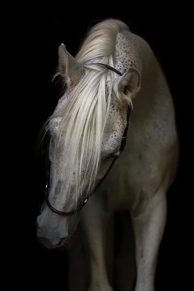 黒の背景にアラビアの種馬の肖像画 — ストック写真