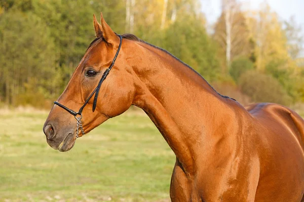 Portrait of the horse in the field — Stock Photo, Image