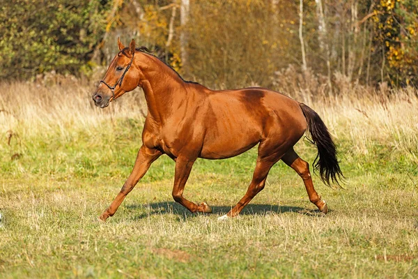 Kůň běží v poli — Stock fotografie