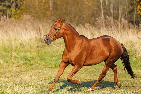 Kůň běží v poli — Stock fotografie