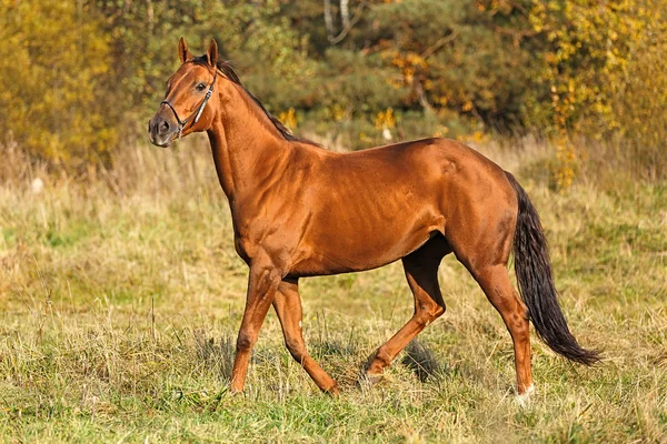 Cavalo correndo no campo — Fotografia de Stock