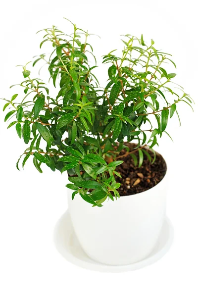 Myrtle Tree in pot on white background — Stock Photo, Image