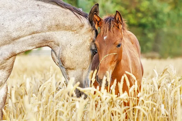 Mare com um potro bonito no campo de centeio — Fotografia de Stock