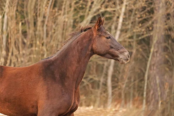 Portrét hnědý kůň běží zblízka — Stock fotografie