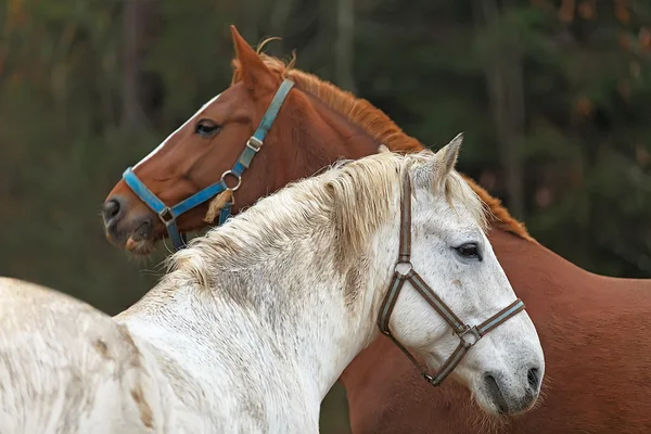 Dois cavalos olhando na direção oposta — Fotografia de Stock