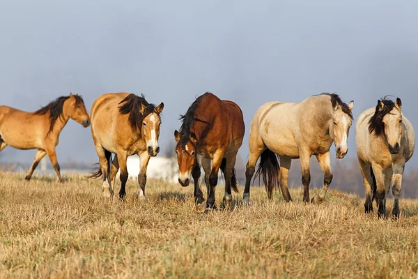 ハーネスの馬の群れ — ストック写真