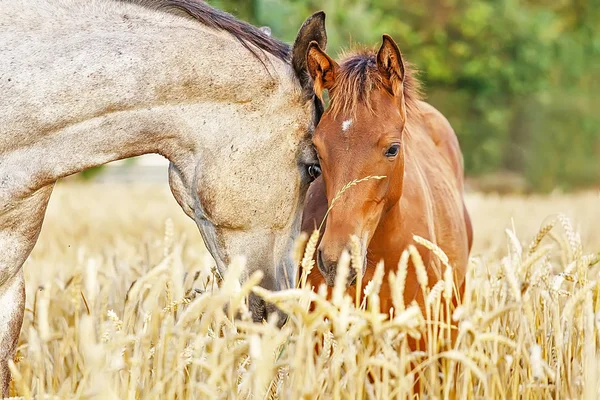 母马与可爱的小马驹在黑麦领域 图库图片
