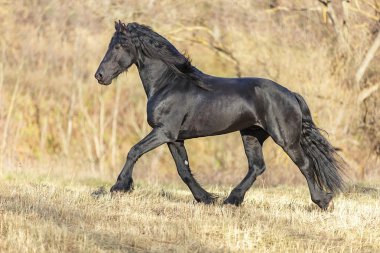 Sonbahar manzarada ücretsiz çalışan be staliion