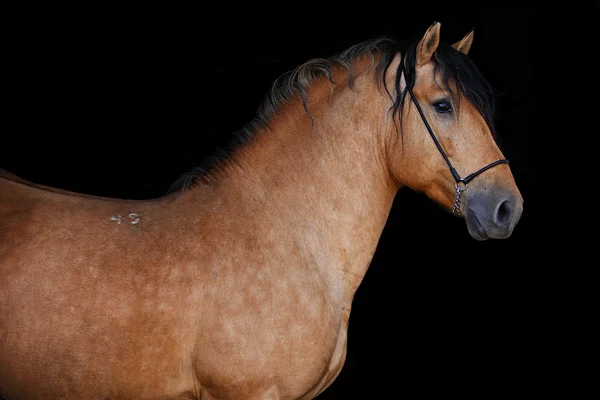 黒の背景にベイ ハーネス種牡馬の肖像画 — ストック写真