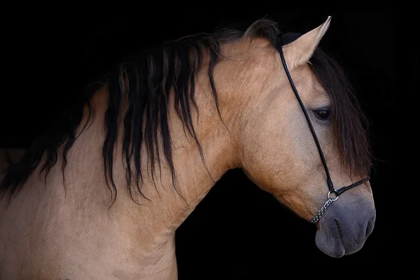 Portrait of a harness bay stallion on the black background — Stock Photo, Image