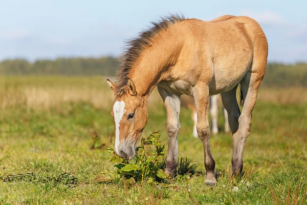 かわいい馬の牧草地で放牧 — ストック写真