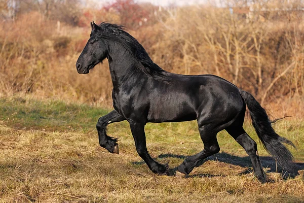 Friesian staliion running free in the autumn landscape — Stock Photo, Image