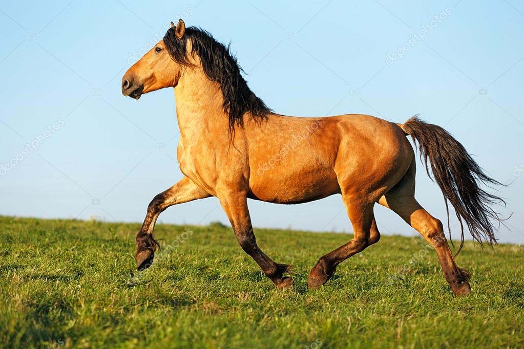 Free horse running free in the pasture Stock Photo by ©ASYAPOZNIAK 59499355