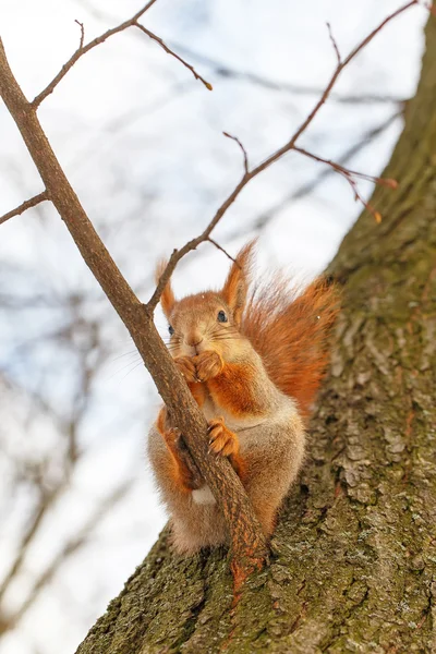 Eichhörnchen sitzt auf dem Baum — Stockfoto