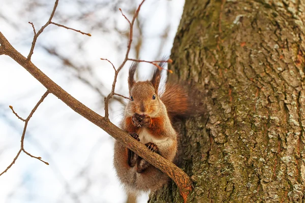 Eichhörnchen sitzt auf dem Baum — Stockfoto