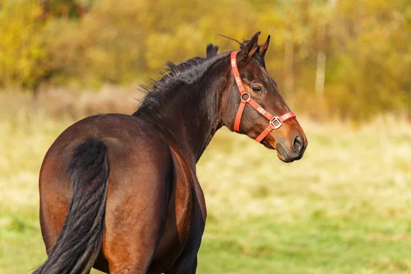 Kaštanový kůň hlavu, podzimní pozadí. — Stock fotografie