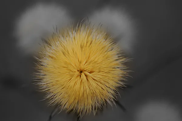 parlak sarı çiçek