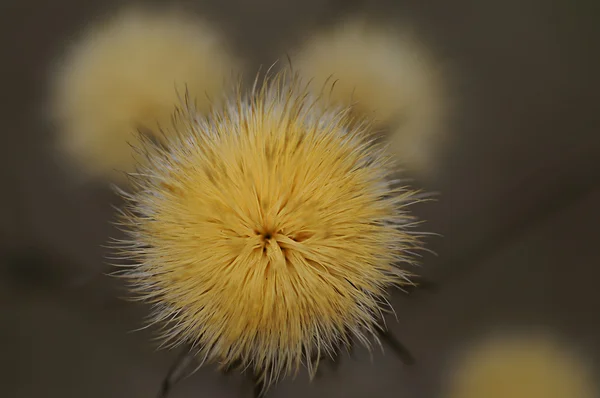 Fényes sárga virág — Stock Fotó
